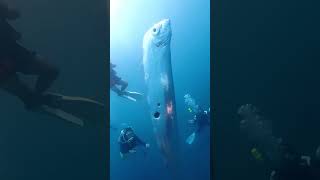 Meet the rare Giant Oarfish [upl. by Giefer]