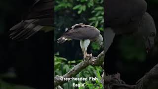 Greyheaded Fish Eagle nikonwildlife nikon nikonsg sgwildlife singaporeraptors [upl. by Eizdnil]