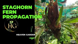 Staghorn Fern propagation indoorplants gardening fernsstaghorn [upl. by Groveman829]