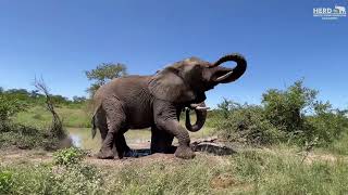 Baby Elephant Khanyisa Waterhole Conversations with Elephant Magogos amp Dung Collection [upl. by Chiou]