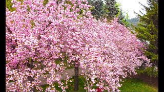 Dikmen Vadisi Drone Çekimi  Sakura Ağaçları  Japon Kiraz Çiçeği japanese sakura dikmen ankara [upl. by Cheri]