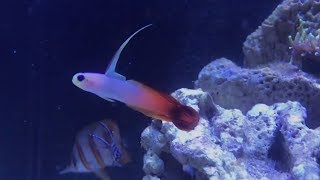 Adding the colorful firefish to the tank [upl. by Joellyn]