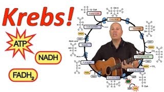 Krebs Mr Ws Krebs Cycle Song [upl. by Arnst]