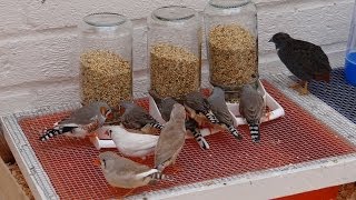 Zebra Finch Feeders [upl. by Bartolemo]