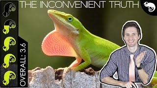 Green Anole The Best Pet Lizard [upl. by Lahtnero]