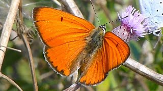 The large copper  Ohniváček černočárný Lycaena dispar [upl. by Huckaby]