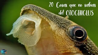 20 Cosas que no sabias del OTOCINCLUS [upl. by Trenton815]