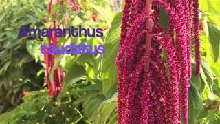 PUYP Harvesting amp Tasting Amaranth Seeds Amaranthus caudatus [upl. by Binny]