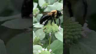 Pollinator Native Plant Mountain Mint Pycnanthemum Muticum [upl. by Allenaj]