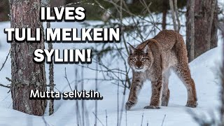 ILVES TULI MELKEIN SYLIIN [upl. by Hteik]