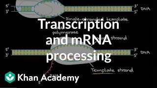 Transcription and mRNA processing  Biomolecules  MCAT  Khan Academy [upl. by Nosrac]