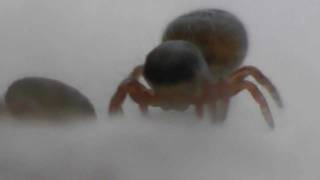 Baby Jumping SpidersPedipalps Spiderlings [upl. by Clevie13]