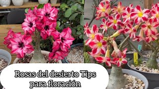 ROSA DEL DESIERTO TIPS PARA FLORACIÓN Asi crece bonito el Adenium obesum [upl. by Asen]