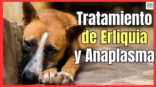 TRATAMIENTO DE EHRLICHIA Y ANAPLASMA EN PERROS LA ENFERMEDAD DE LA GARRAPATA [upl. by Mintz]