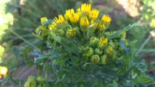 Ragwort Jacobaea vulgaris syn Senecio jacobaea  Tansy Ragwort  20120613 [upl. by Etra949]