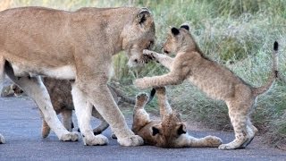 Lion Cub Madness  The Cutest Sighting Ever  Latest Wildlife Sightings [upl. by Bertine]