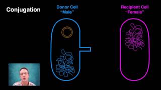 Generating Bacterial Genetic Variation [upl. by Wunder405]