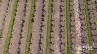 Vidéo aérienne des vignes du vignoble de Saint Saturnin sur Loire en Anjou [upl. by Shandie]