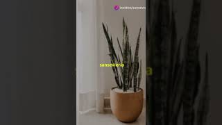 Sansevieria la planta invencible [upl. by Raji261]