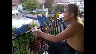 Guacamayas urbanas parte II [upl. by Rianon284]