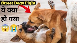 Robert Vs Pitbull  Pitbull Vs Dogo Argentino  Rottweiler Fighting  German Shepherd Fighting Video [upl. by Llertnad]