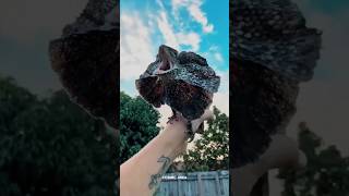 Frilled Neck Lizard 😱 sciencefacts lizard shorts [upl. by Aneehsyt]