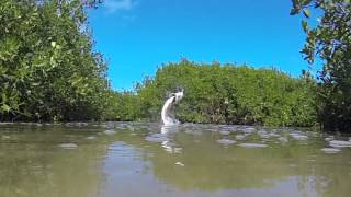 Fly Fishing for Tarpon Holbox Mexico with The Sandflea [upl. by Bekha]