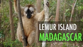 LEMURS OF MADAGASCAR Jumping amp Playing on Lemur Island [upl. by Foy826]