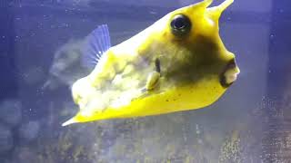 Longhorn Cowfish Boxfish in Temporary Holding Aquarium [upl. by Aikyt]