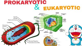 Prokaryotic and Eukaryotic Cell  Easiest way to understand In Hindi [upl. by Verile]