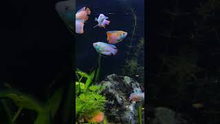 Blossoming Beauty A Planted Aquarium  Gourami Guru Mastering the Art of Dwarf Gourami Keepingquot [upl. by Assel]