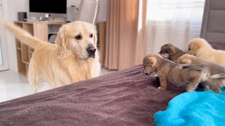 How a Golden Retriever Became a Friend to New Tiny Puppies Compilation [upl. by Noitna]