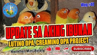 Update sa aking IBUNAN 🦜 Lutino Creamino Opaline Project  Vlog 40 [upl. by Abixah302]