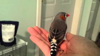 Zebra finch calls for his brother [upl. by Sadira102]