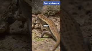 How do lizards regenerate their tail [upl. by Enilecram]