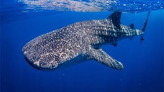 RequinBaleine  Le Plus Grand Requin Du Monde  Documentaire FrançaisHD [upl. by Dustie]