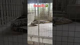 Crocodile🐊 shortvideo shorts crocodile philippines arena thegarden animalworld dhayayen [upl. by Erdnaxela]