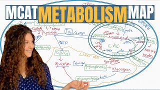 MCAT Biochemistry The 13 Metabolic Pathways Explained [upl. by Eiramac]