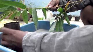 HOW TO PROPAGATE BAMBOO [upl. by Yeslehc94]