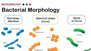 Morphology of Bacteria  Structural forms of Bacteria Spirilla Bacilli and Cocci [upl. by Alfie346]