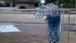 Glaucus atlanticus feeding [upl. by Sukey]