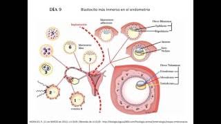 CAPITULO II DISCO GERMINATIVO BILAMINAR [upl. by Kcirdnekal70]