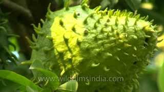 Soursop  an alternative cancer treatment [upl. by Hamford379]