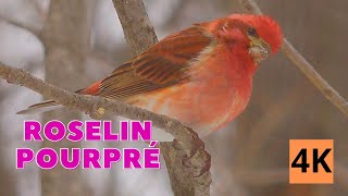 Roselin Pourpré Le Magnifique  Ce que vous devez savoir  Chant et cri 4K  Aventure Oiseaux Nature [upl. by Wally]