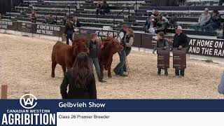 CWA 2023  Gelbvieh Show [upl. by Naux]