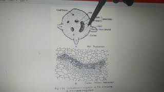 Vd3 Anatomy of Ophioglossum [upl. by Akinor]