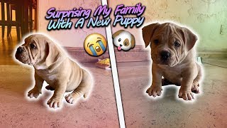 Surprising My Family With A New Puppy Super Cute [upl. by Tansy405]