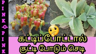 RANAKALLI PLANT IN TAMIL 🌿🌿  BRYOPHYLLUM PINNATA PLANT  MAGICAL LEAVES  IN TAMIL [upl. by Elodea]