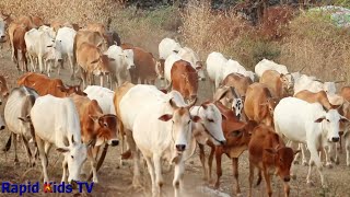 Cow Videos for Funny  Funny Cow Videos  Cutes Cows Video  Rapid Kids TV [upl. by Connelley152]