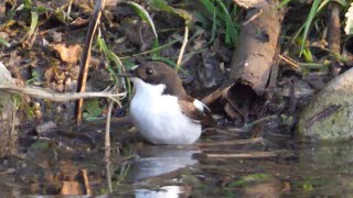 Balia nera Ficedula hypoleuca [upl. by Assecnirp]